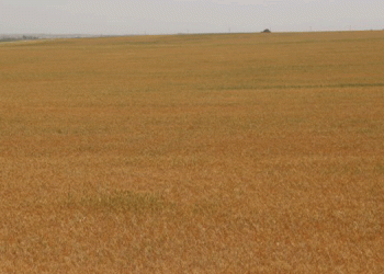 Ekinler kurudu, çiftçi borç içinde