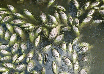 Baraj kapakları açıldı, binlerce balık öldü