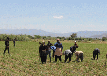 Torbalı çiftçisinin yaşamı fabrika sahiplerine bağlı