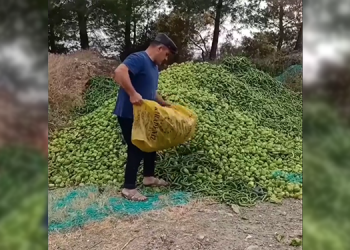Bir çiftçi daha mahsullerini çöpe attı