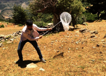 Antep’te çekirge istilası