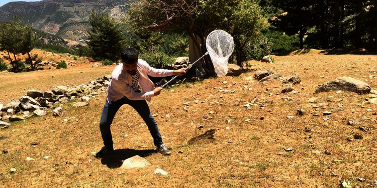 Antep’te çekirge istilası Antep’te çekirge istilası