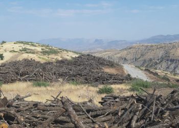 Cudi’de ağaç kıyımı