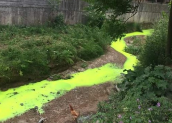 Kimyasal atık dereyi fosforlu yeşile boyadı