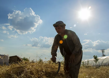 Hububat hasadında alarm