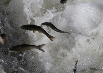 İnci Kefali balık türünün üremesine baraj engeli