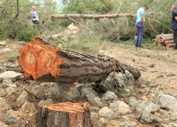 Mersin’de heyelan riski olan bölgede ağaç katliamı