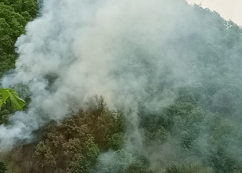 Ordu’da orman yangını