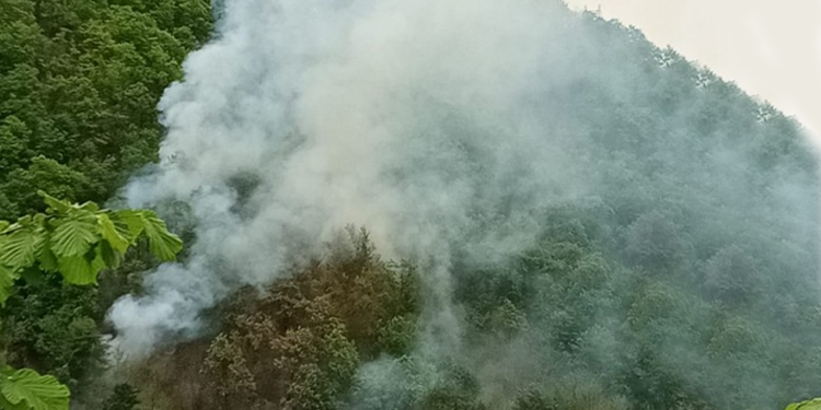 Ordu’da orman yangını Ordu’da orman yangını