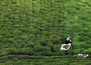 Çay fiyatına ‘giderleri karşılamaz’ tepkisi