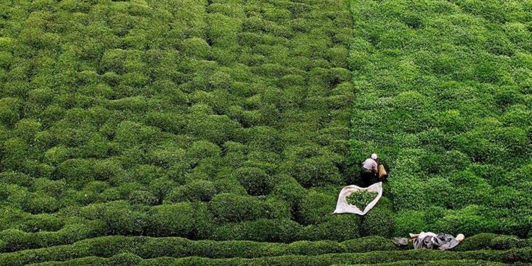 Çay fiyatına ‘giderleri karşılamaz’ tepkisi