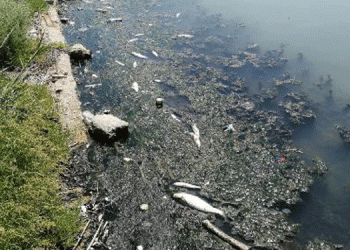 Büyükçekmece Gölü’nde kirlilik