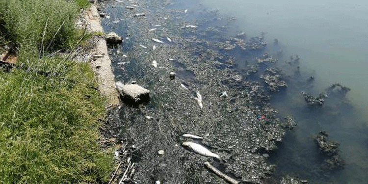 Büyükçekmece Gölü’nde kirlilik Büyükçekmece Gölü’nde kirlilik