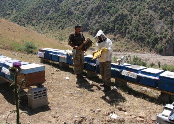 Yasak ve operasyonlar arılara yaşam alanı bırakmadı