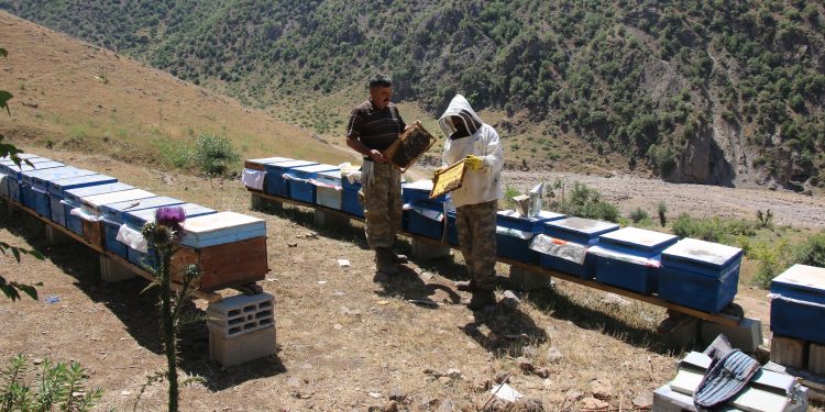 Yasak ve operasyonlar arılara yaşam alanı bırakmadı