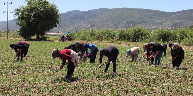 Günde 80 TL’ye çapa sallayan kadınlar faturalarını ödeyemiyor