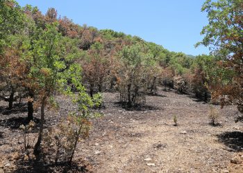 Görese Dağı 13 gün boyunca yandı: Devlet yaktı