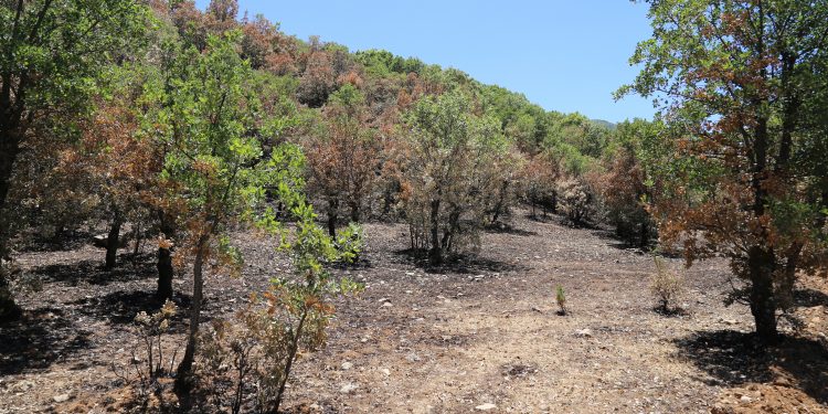 Görese Dağı 13 gün boyunca yandı: Devlet yaktı Görese Dağı 13 gün boyunca yandı: Devlet yaktı