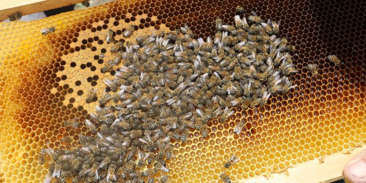 Diyarbakır’da kuraklık bal üretimini sıfırladı Diyarbakır’da kuraklık bal üretimini sıfırladı