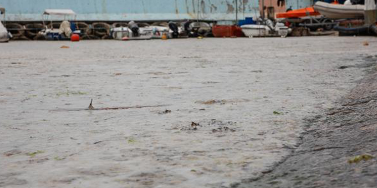 Kurbağalıdere ve Kalamış sahili müsilajla kaplandı Kurbağalıdere ve Kalamış sahili müsilajla kaplandı