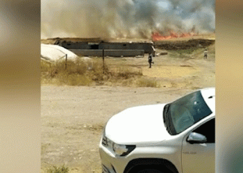 Silvan’da 500 dönümlük arazi küle döndü