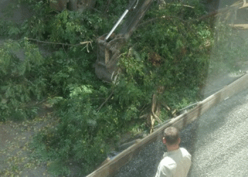 AKP’li Bingöl Belediyesi’nden ağaç katliamı