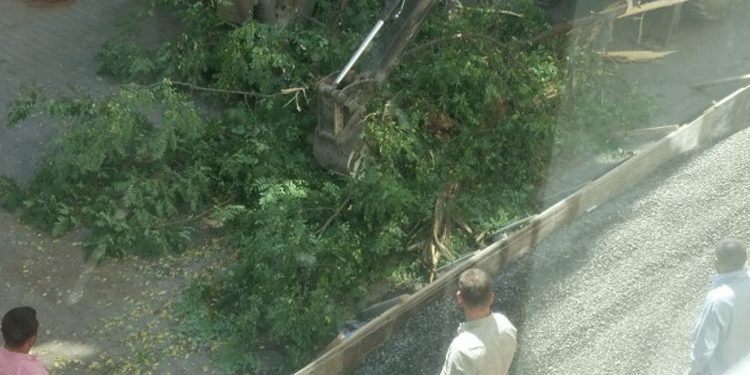 AKP’li Bingöl Belediyesi’nden ağaç katliamı AKP’li Bingöl Belediyesi’nden ağaç katliamı