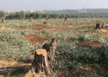 Efrîn zeytinlerinin yağmalanmasının araştırılması istendi