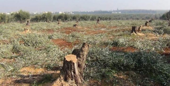Efrîn zeytinlerinin yağmalanmasının araştırılması istendi Efrîn zeytinlerinin yağmalanmasının araştırılması istendi
