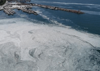 Çanakkale Boğazı’nda müsilaj yoğunluğu