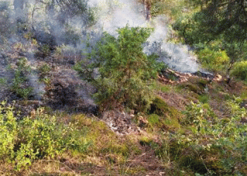 Eskişehir’de orman yangınları