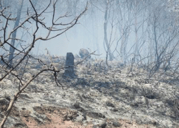 Hasanbeyli’de orman yangını