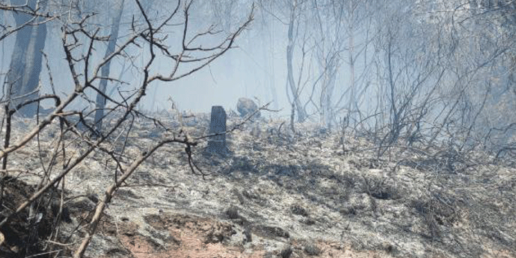 Hasanbeyli’de orman yangını Hasanbeyli’de orman yangını