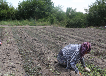 Hevsel’de 14 saat çalışan kadınların yevmiyesi 65 lira