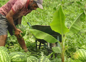Üreticilerden tepki: Bittik, öldük, kan ağlıyoruz, son damlaya geldik