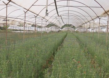 Sera yetiştiricisi borç batağında, kazanan özel şirketler