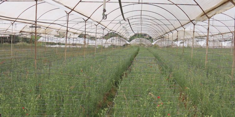 Sera yetiştiricisi borç batağında, kazanan özel şirketler