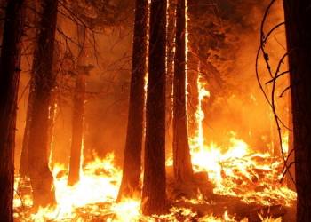 Mardin’de orman yangını