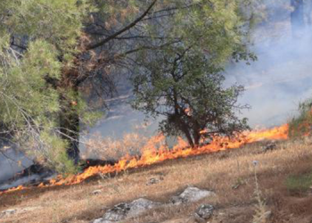 Şanlıurfa’da orman yangını