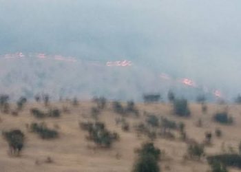 Besta’da ormanlık alanda yangın