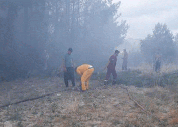 Sumbas’ta orman yangını