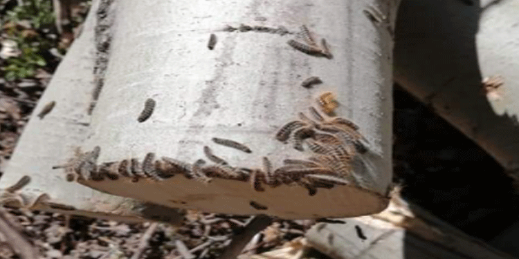 Yedisu’da tırtıl istilası Yedisu’da tırtıl istilası