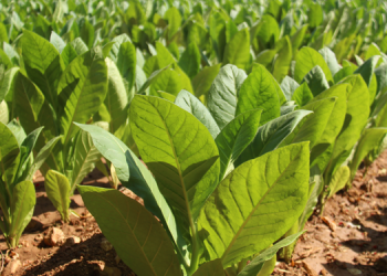 Yetki belgesi olmayan tütüncüye hapis cezası geliyor