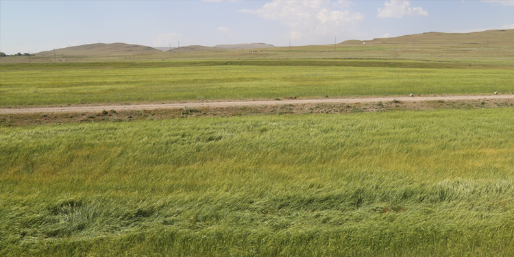 Ziraat Odası Başkanı Yıldız: Çiftçiler kan ağlıyor Ziraat Odası Başkanı Yıldız: Çiftçiler kan ağlıyor