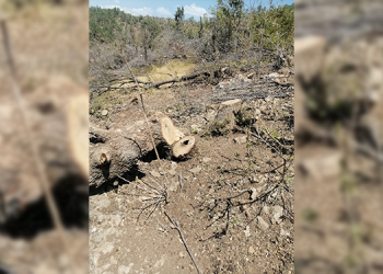 Besta’da korucular asırlık ağaçları kesiyor