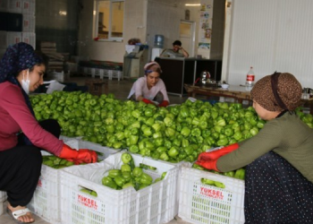 Hal işçisi kadınlar: Eşit işe eşit ücret