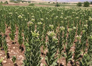 Yıldırım: Tütün Adıyamanlıların geçim kaynağıdır