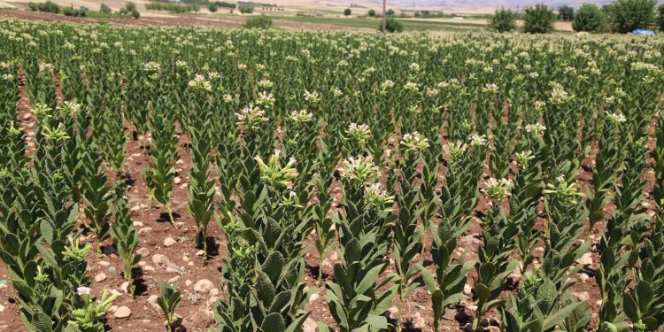 Yıldırım: Tütün Adıyamanlıların geçim kaynağıdır Yıldırım: Tütün Adıyamanlıların geçim kaynağıdır
