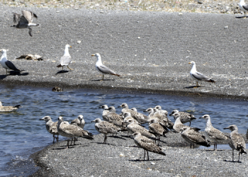 Küçükçekmece Gölü’nde balık ölümlerinden sonra martı ölümleri