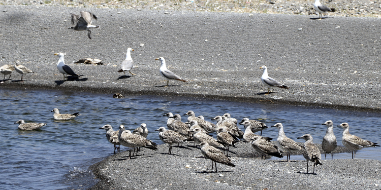 Küçükçekmece Gölü’nde balık ölümlerinden sonra martı ölümleri Küçükçekmece Gölü’nde balık ölümlerinden sonra martı ölümleri